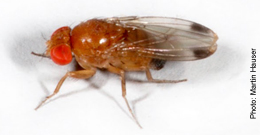 Male Spotted Wing Drosophila